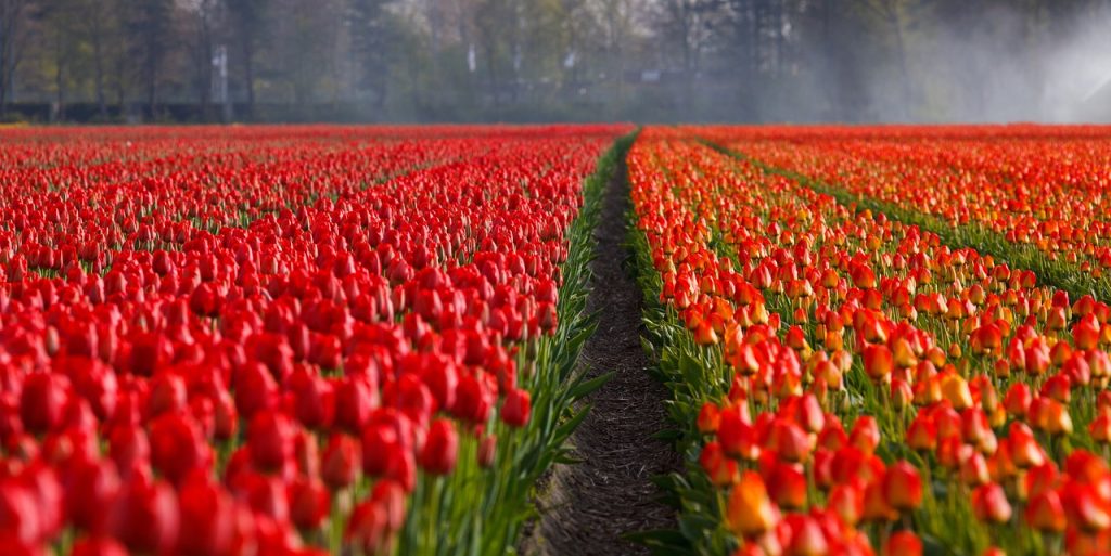 Campo de tulipanes rojos
